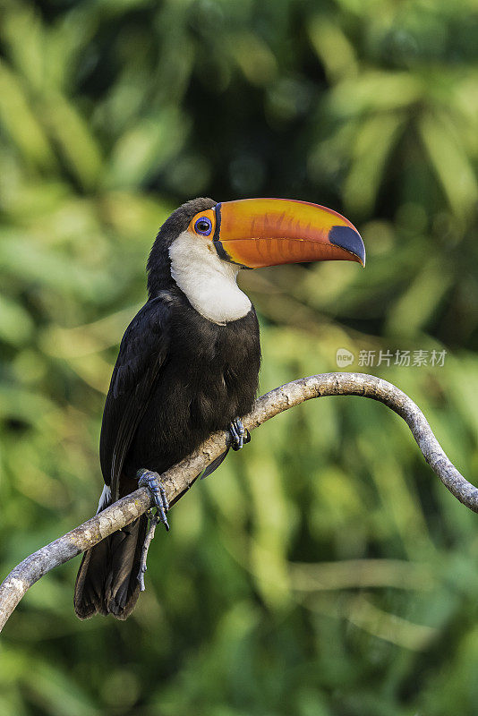 巨嘴鸟(Ramphastos toco)，也被称为常见的巨嘴鸟或巨嘴鸟，是最大的，可能是最有名的巨嘴鸟家族的物种，发现于潘塔纳尔，巴西。